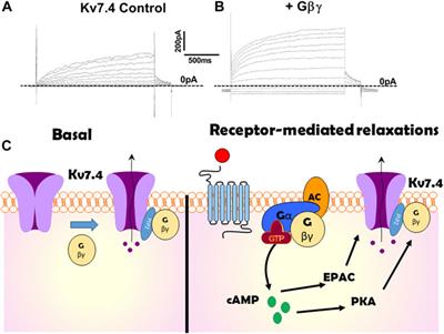 G protein βγ regulation of KCNQ-encoded voltage-dependent K channels